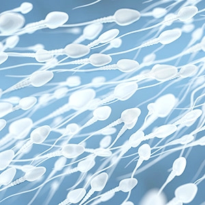 Le spermatozode