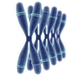 Les anomalies chromosomiques - trisomie