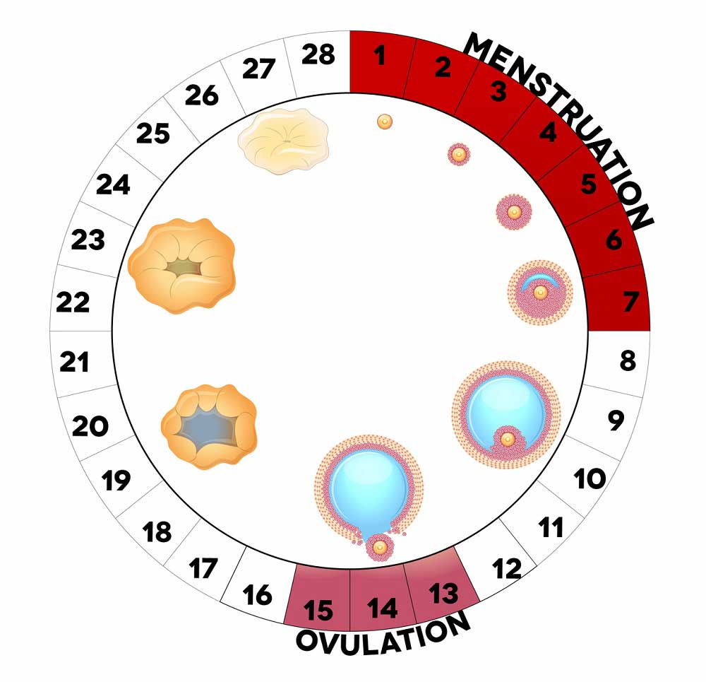 Calculez votre date d’ovulation