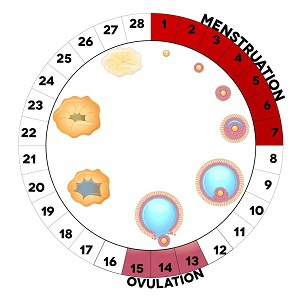 Calculez votre date dovulation