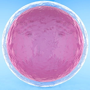 l'ovule