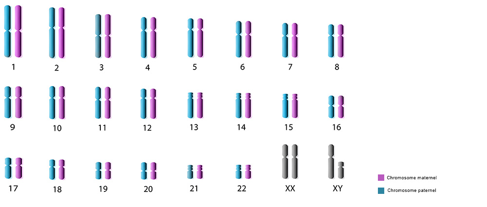 Paires de chromosomes
